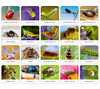 ADAMIGO Memory game Insects and spiders PL 07868