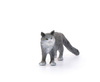 Schleich Maine Coon cat Farmworld 13893 29592