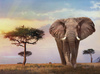 Clementoni puzzle 500 HQ African Sunset 35096