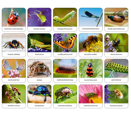 ADAMIGO Jeu de mémoire Insectes et araignées PL 07868